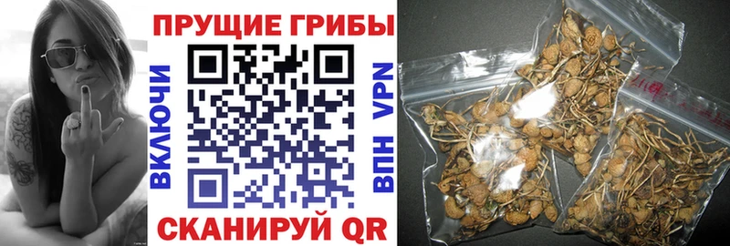 Галлюциногенные грибы прущие грибы omg зеркало Ставрополь